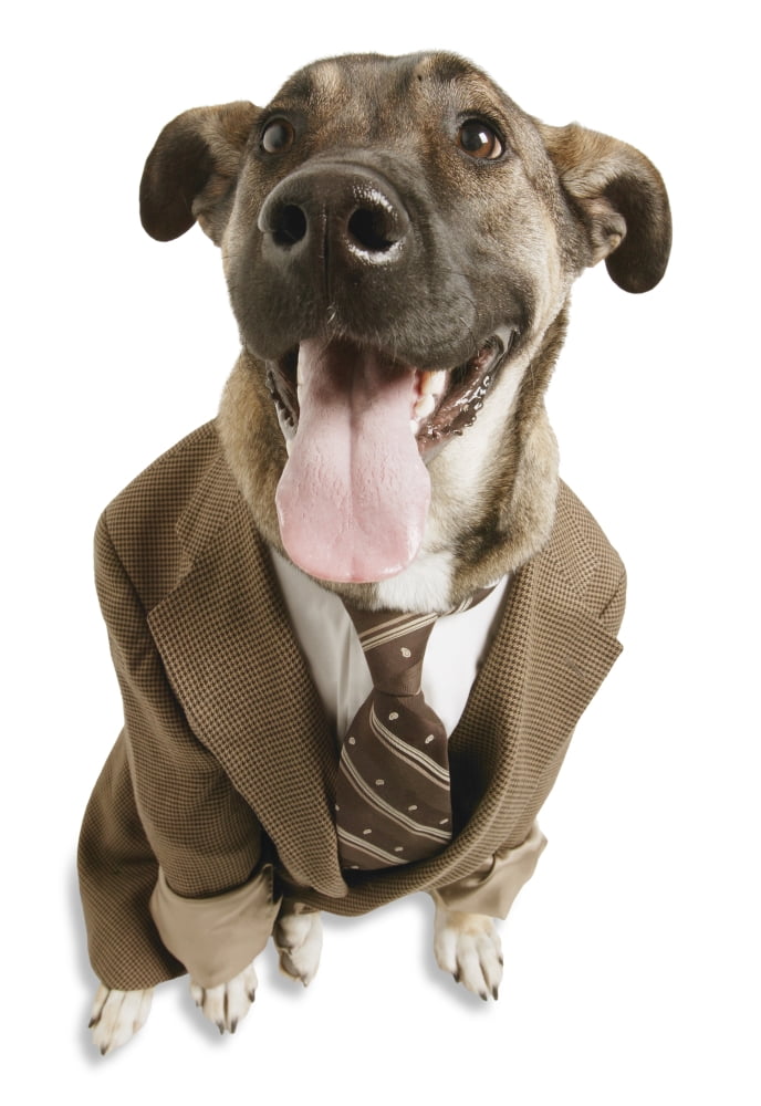 A Dog With A Suit Canvas Art - Don Hammond Design Pics (11 x 16)