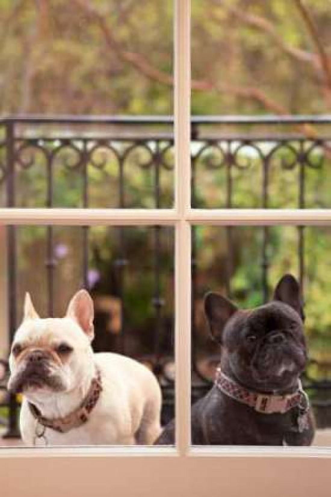 A Dogs Life II Canvas Art - Karyn Millet (24 x 36)