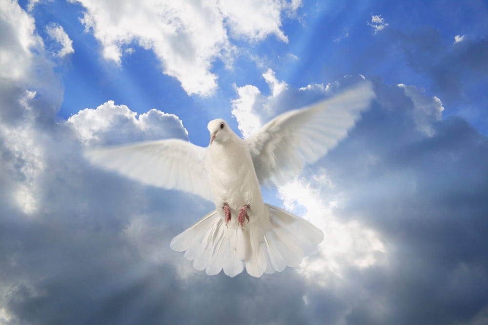 A Dove In The Sky Canvas Art - Don Hammond Design Pics (17 x 11)