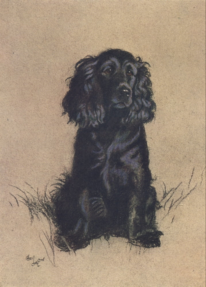 A Dozen Dogs or So 1928 Cocker Spaniel Canvas Art - Cecil Aldin (24 x 36)