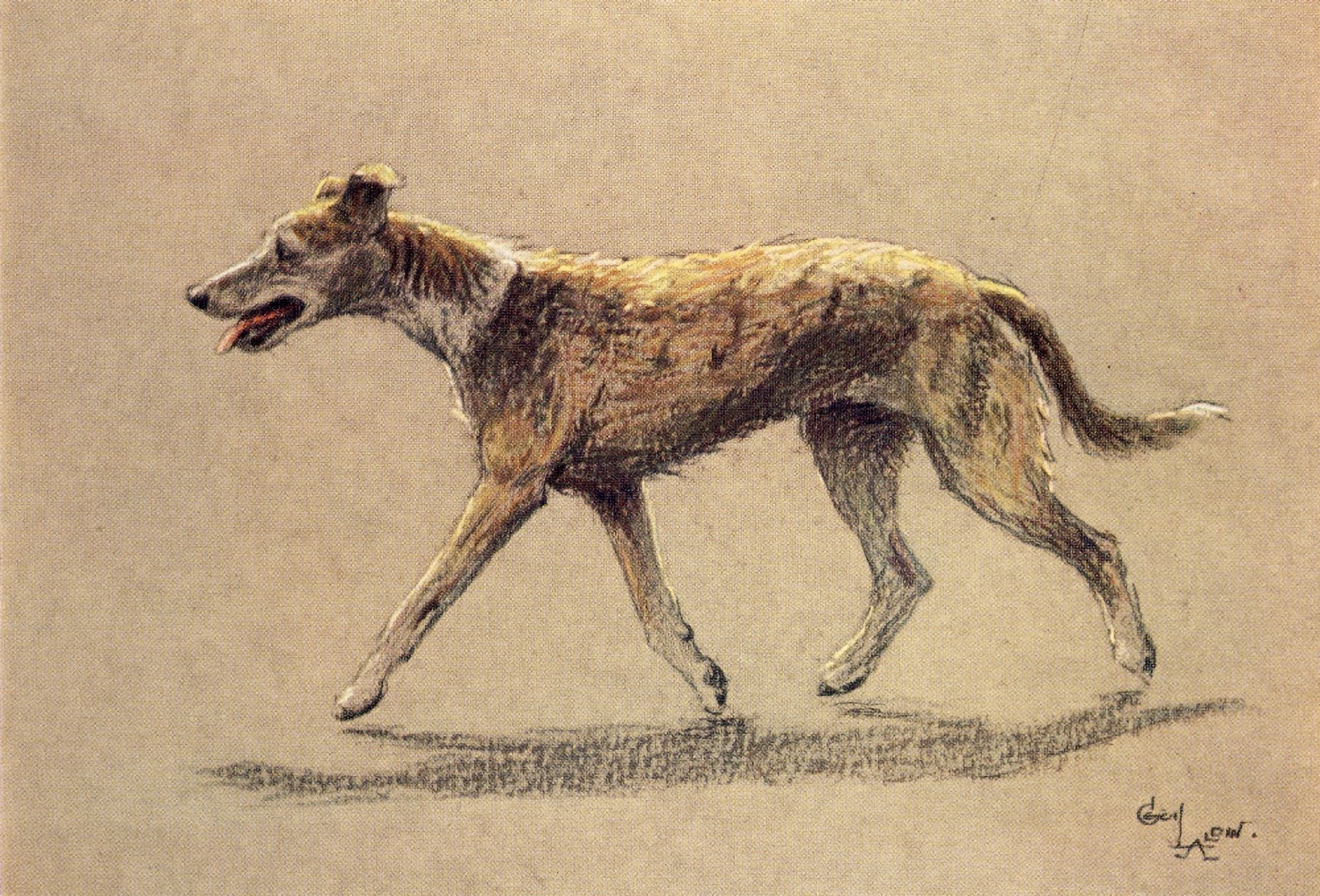 A Dozen Dogs or So 1928 Lurcher Canvas Art - Cecil Aldin (18 x 24)