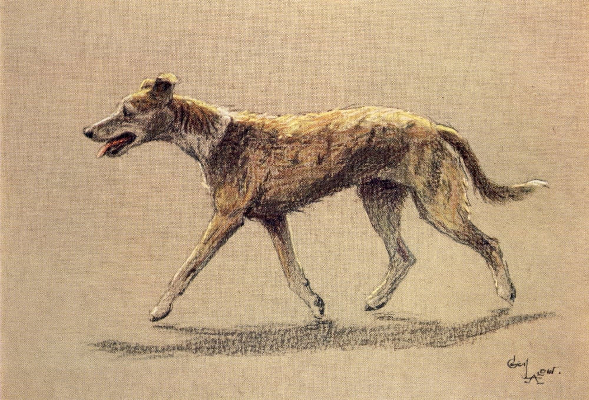 A Dozen Dogs or So 1928 Lurcher Canvas Art - Cecil Aldin (24 x 36)