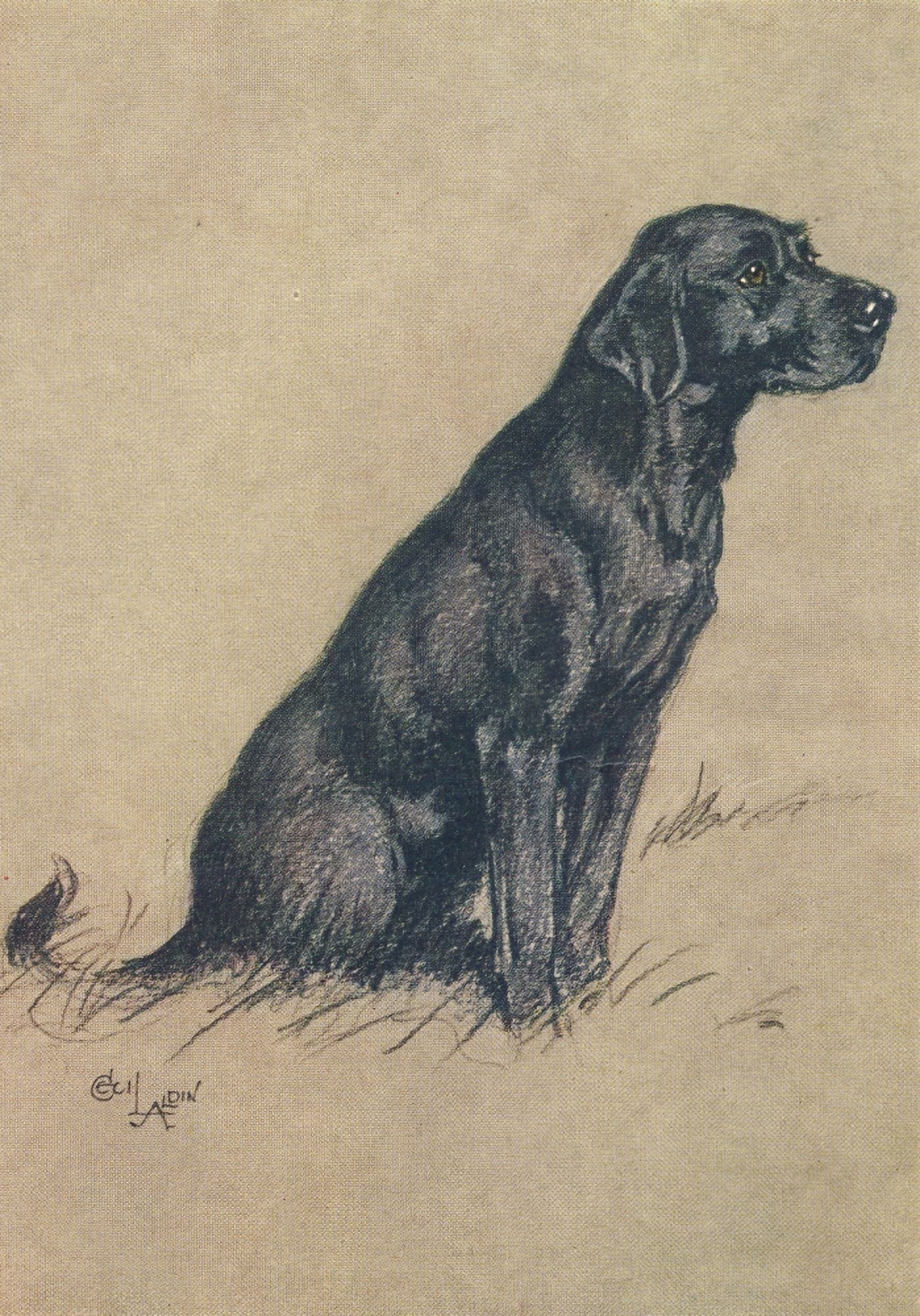 A Dozen Dogs or So 1928 Sheila the Labrador Canvas Art - Cecil Aldin (18 x 24)