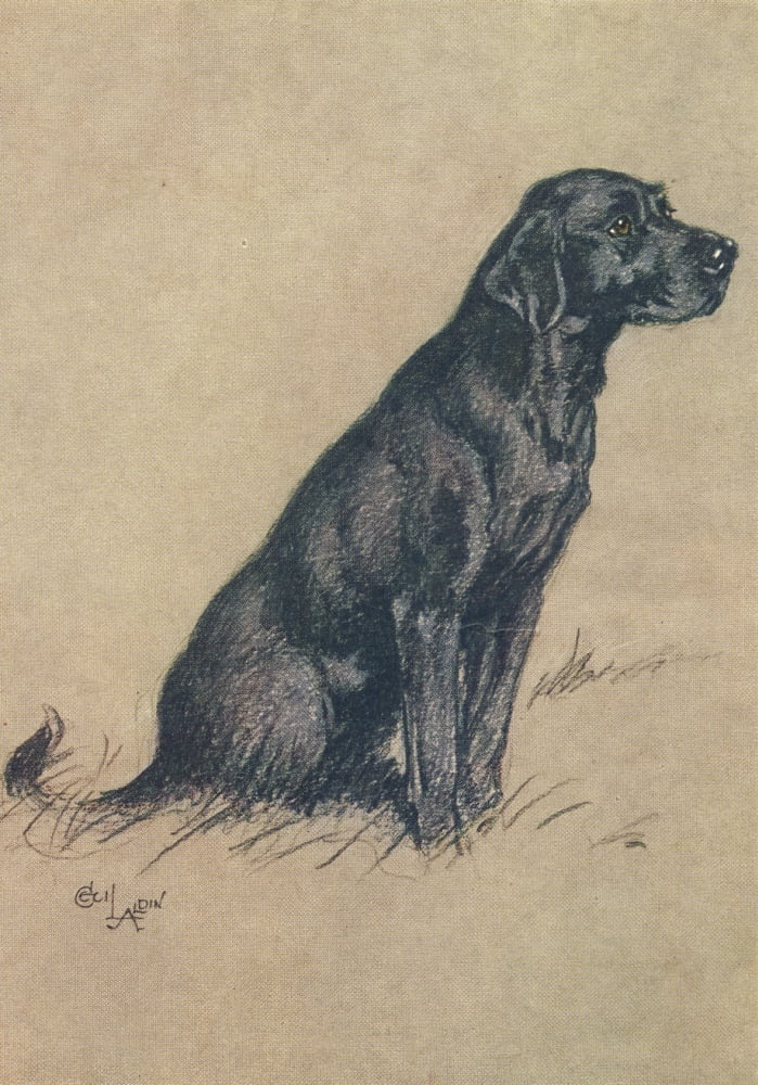 A Dozen Dogs or So 1928 Sheila the Labrador Canvas Art - Cecil Aldin (24 x 36)
