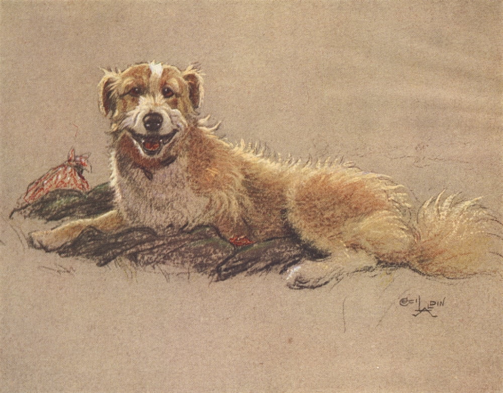 A Dozen Dogs or So 1928 Yellow-eyed collie Canvas Art - Cecil Aldin (24 x 36)