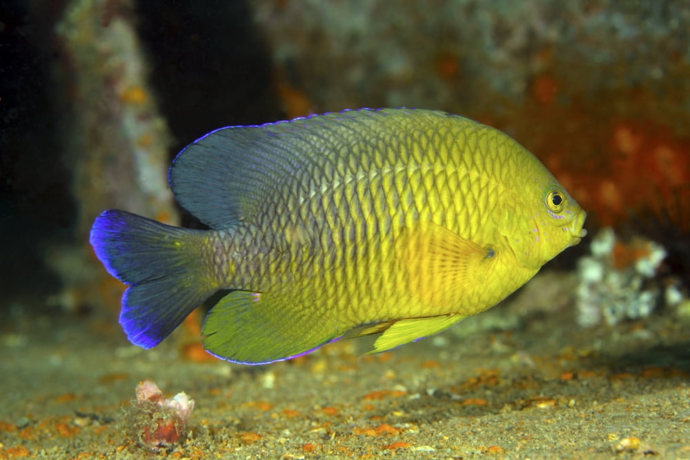 A Dusky Damselfish offshore from Panama City Florida Canvas Art - Michael WoodStocktrek Images (35 x 23)