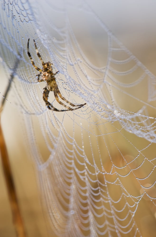 A European Garden Spider waits in her web Astoria Oregon United States of America Canvas Art - Robert L Potts  Design Pics (12 x 19)