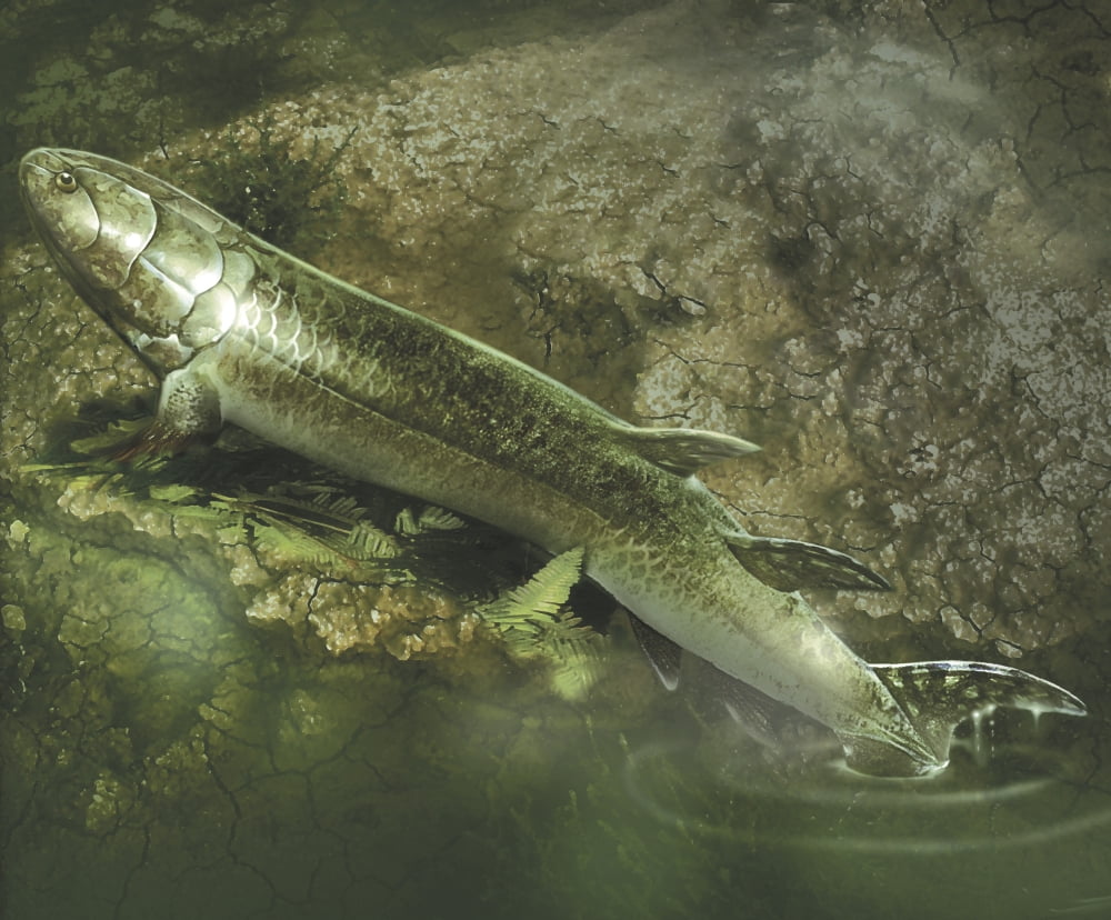 A Eusthenopteron fish crawls out of water onto land Canvas Art - Jan SovakStocktrek Images (31 x 25)