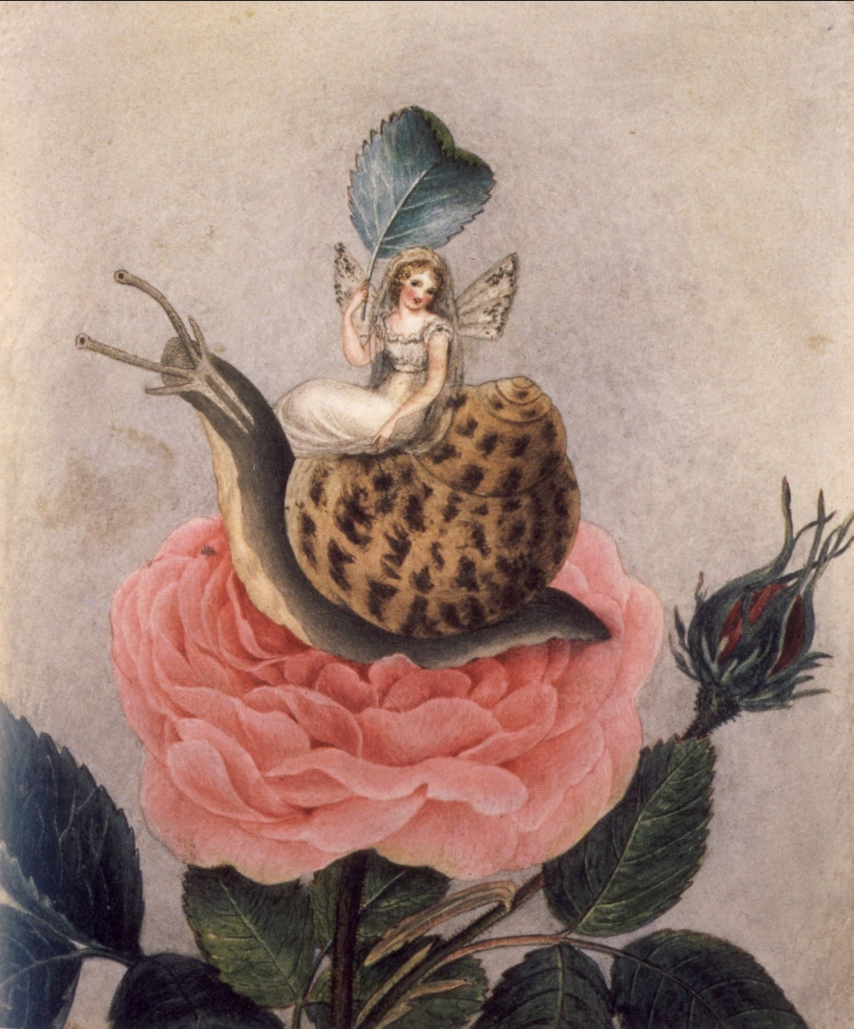 A Fairy sitting on a Snail Canvas Art - Lady Oswald (18 x 24)