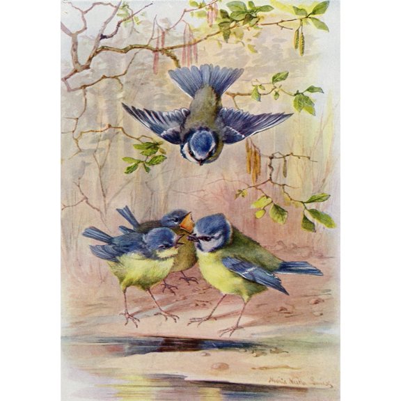 A Family Of Blue Tits After A Watercolour By Marie Nestler-Laux From Die Gartenlaube Published 1905 Canvas Art - Ken Welsh Design Pics (12 x 17)