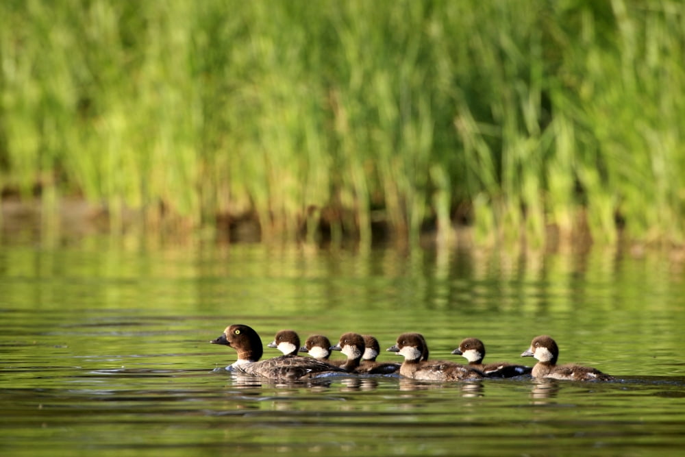 A Family Of Ducks Swimming Canvas Art - Richard Wear Design Pics (34 x 22)