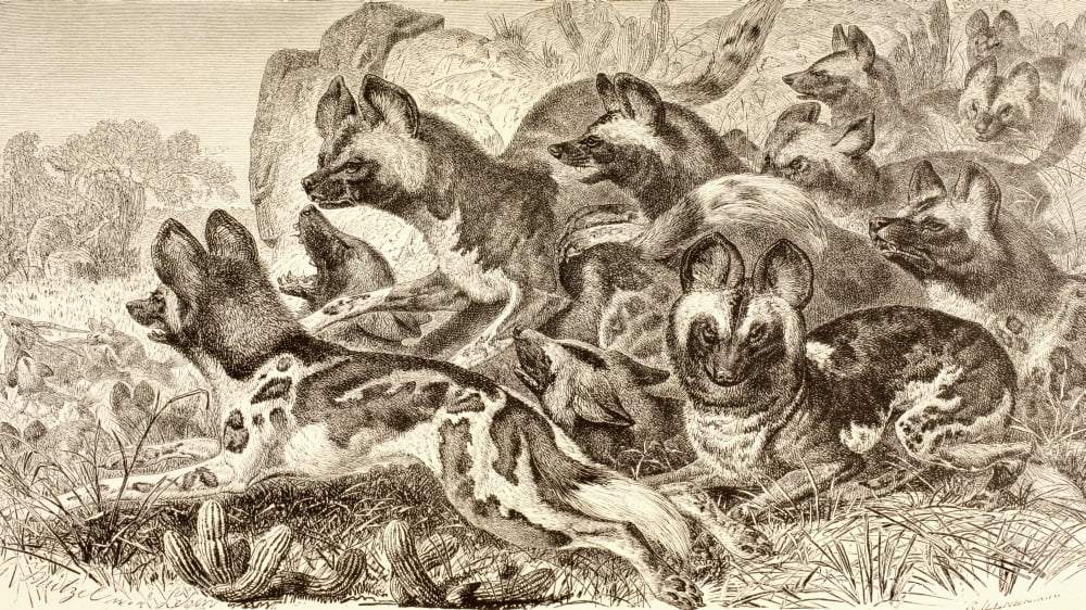 A Family Of Hyenas From La Vida De Los Animales Published Spain Circa 1885 Canvas Art - Ken Welsh Design Pics (19 x 11)