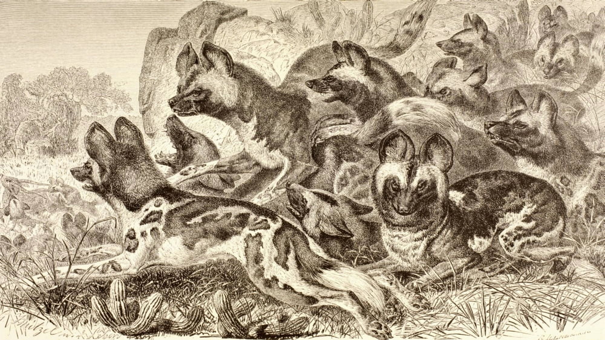 A Family Of Hyenas From La Vida De Los Animales Published Spain Circa 1885 Canvas Art - Ken Welsh Design Pics (38 x 22)