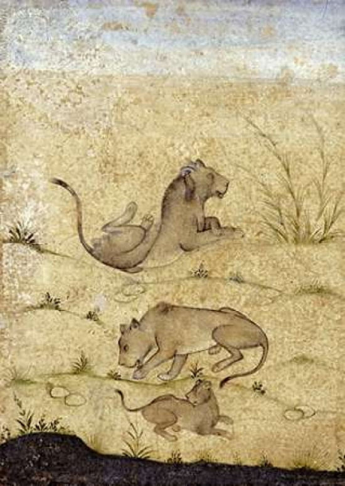 A Family of Lions Canvas Art - Mughal (20 x 28)