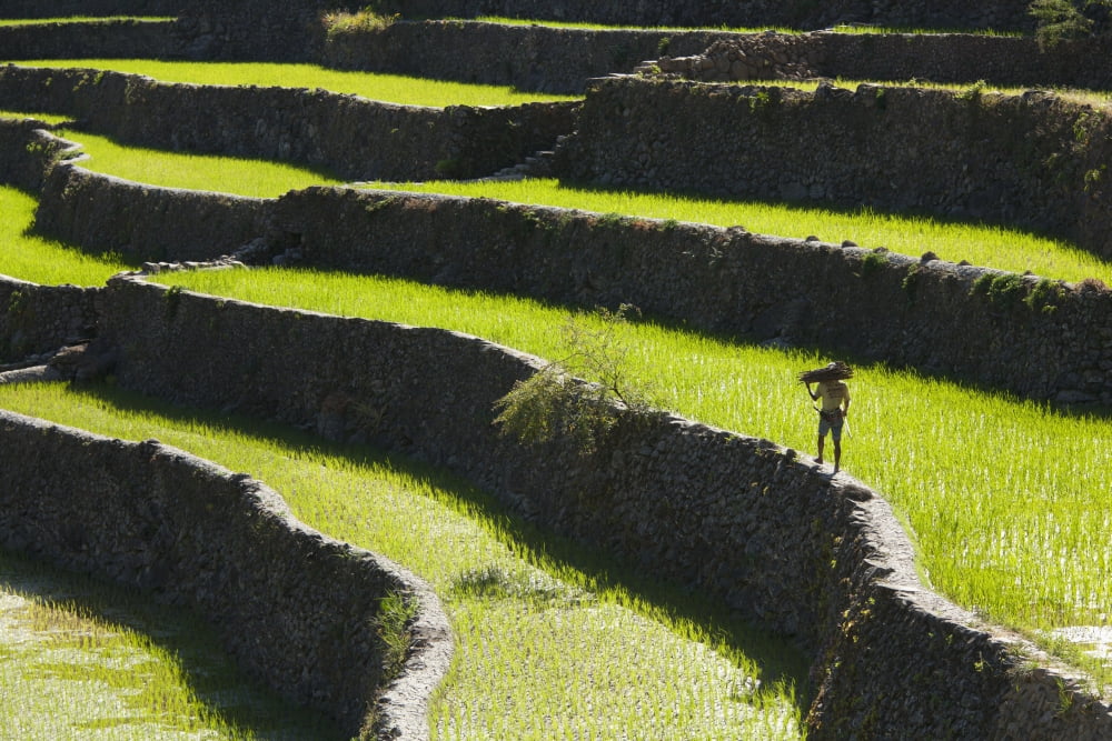 A Farmer Walks Along The Famous Rice Terraces Batad Northern Luzon Philippines Canvas Art - Sean White Design Pics (19 x 12)