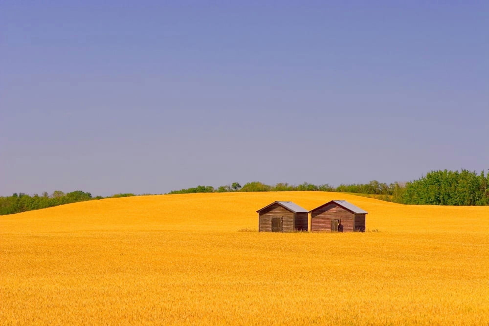 A Farmers Field Canvas Art - Don Hammond  Design Pics (17 x 11)