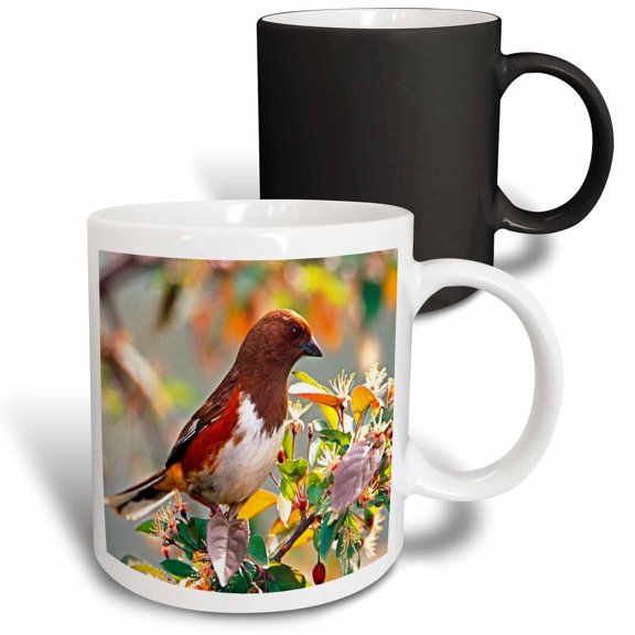 3drose, a Female Rufous Sided Towhee Bird, 11oz Magic Transforming Mug