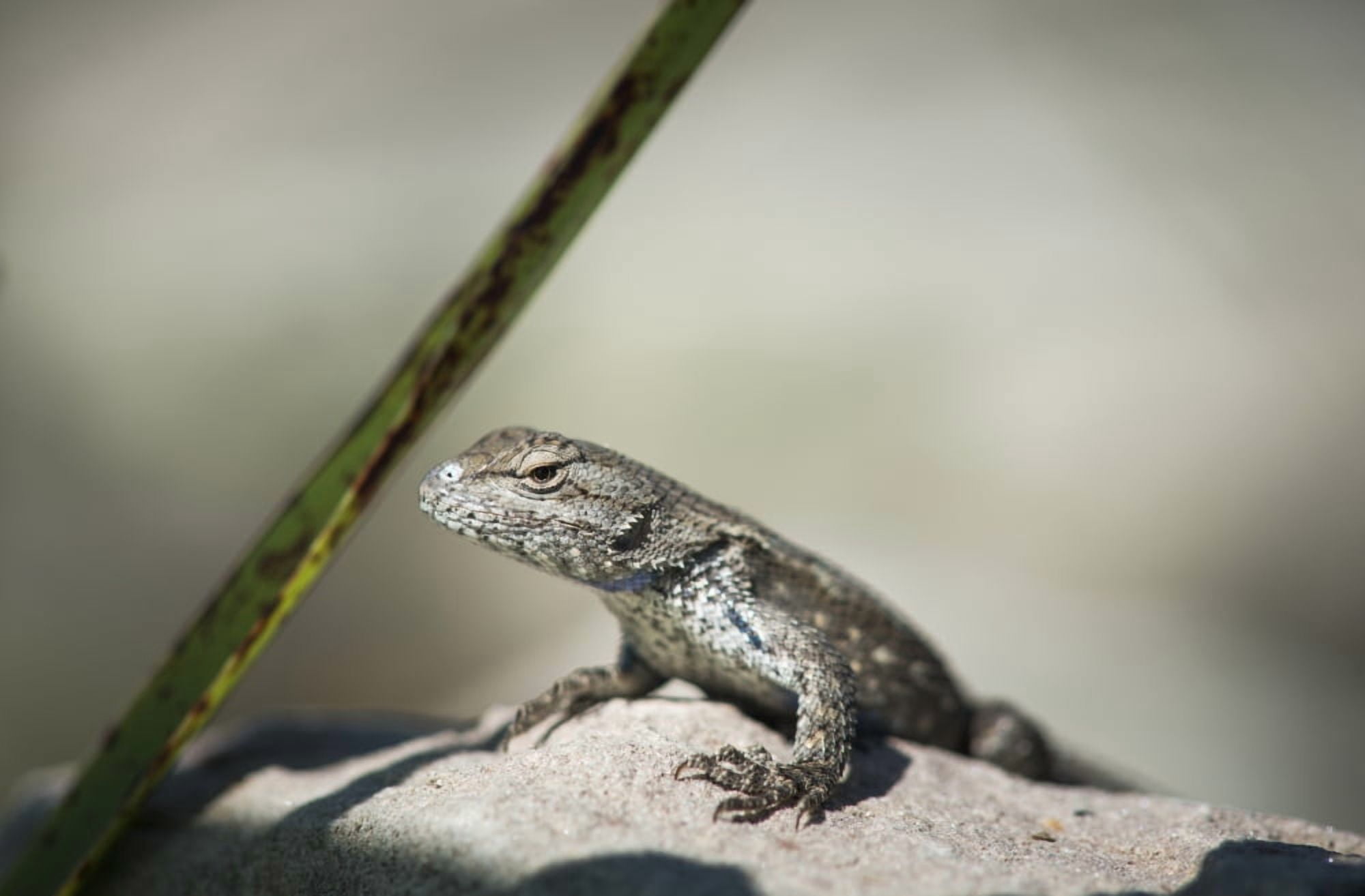 A Fence Lizard (Sceloporus undulatus) suns itself on a rock Vian Oklahoma United States of America Canvas Art - Robert L Potts Design Pics (38 x 24)