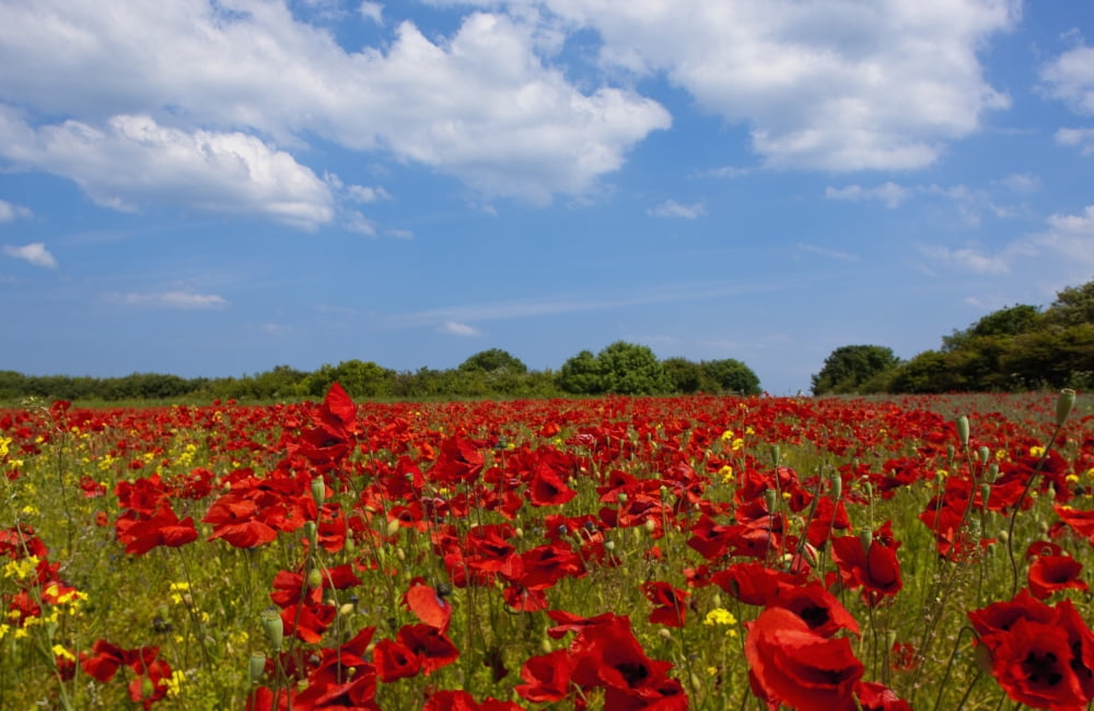 A Field Full Of Red Flowers Northumberland England Canvas Art - John Short Design Pics (19 x 12)