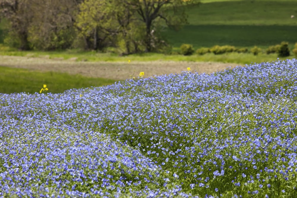 A Field Of Blue Wildflowers Northumberland England Canvas Art - John Short Design Pics (19 x 12)