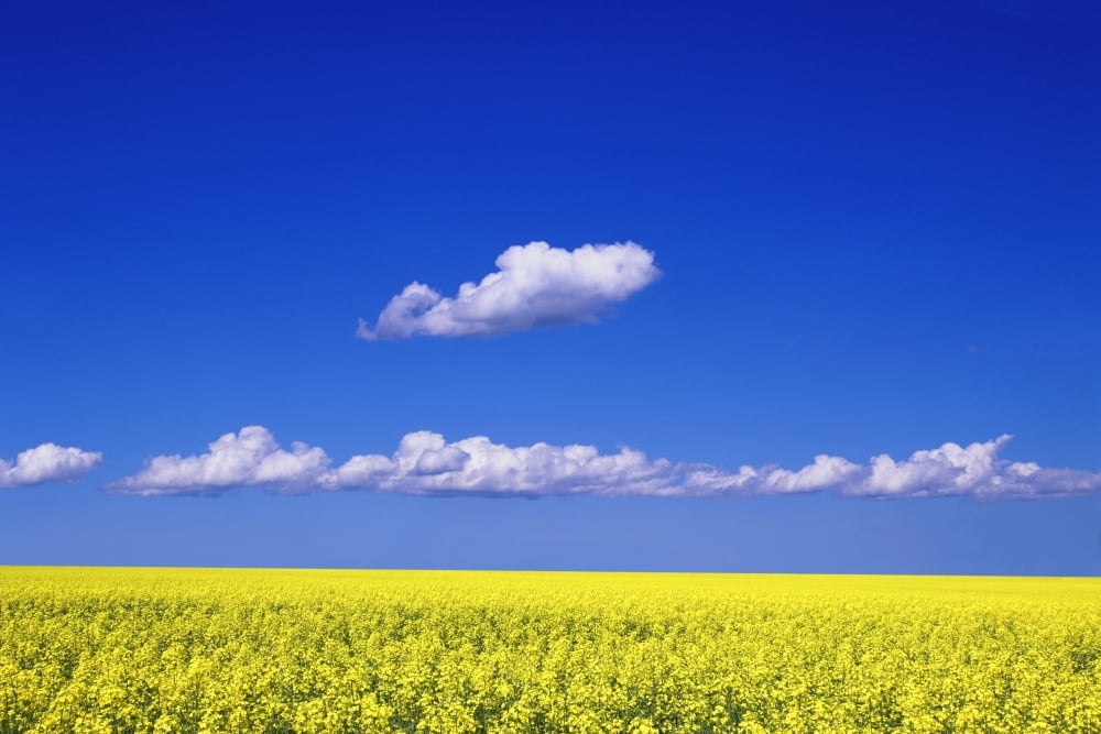 A Field Of Canola Plants Canvas Art - Don Hammond Design Pics (34 x 22)