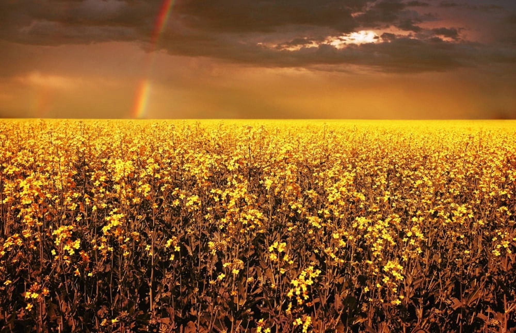 A Field Of Canola With A Rainbow Canvas Art - Don Hammond Design Pics (17 x 11)