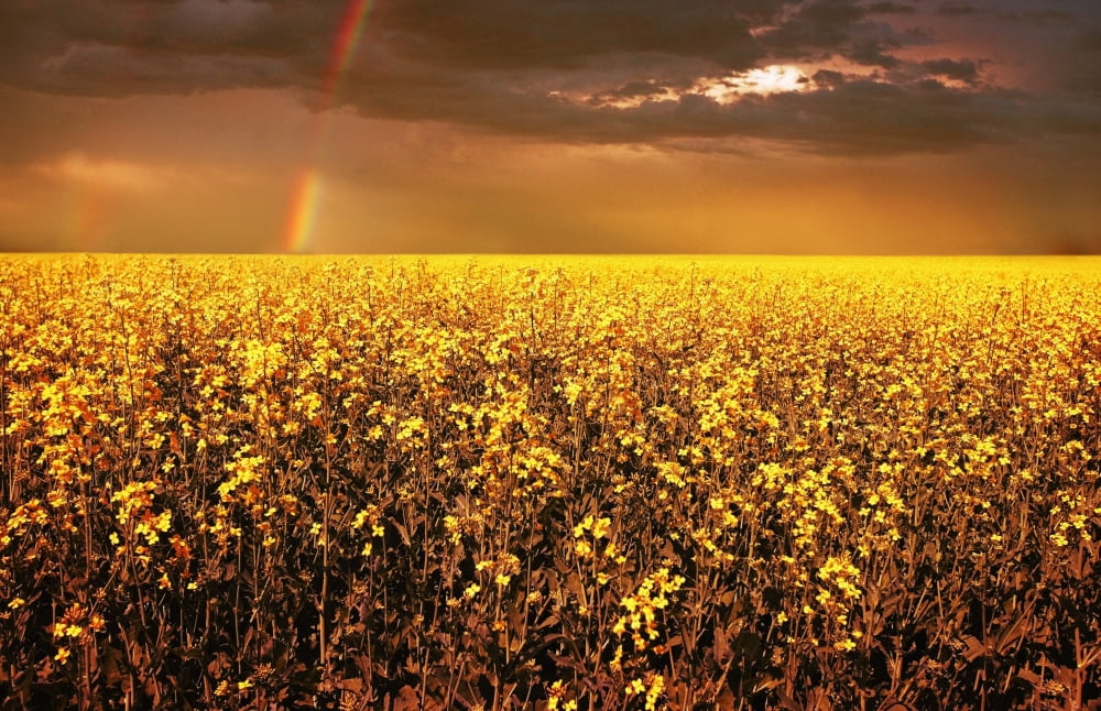 A Field Of Canola With A Rainbow Canvas Art - Don Hammond Design Pics (34 x 22)