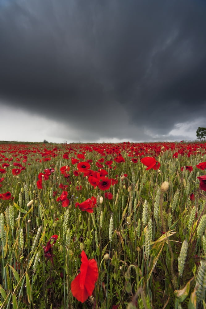 A Field Of Red Poppies Under A Dark Stormy Sky Northumberland England Canvas Art - John Short Design Pics (12 x 18)