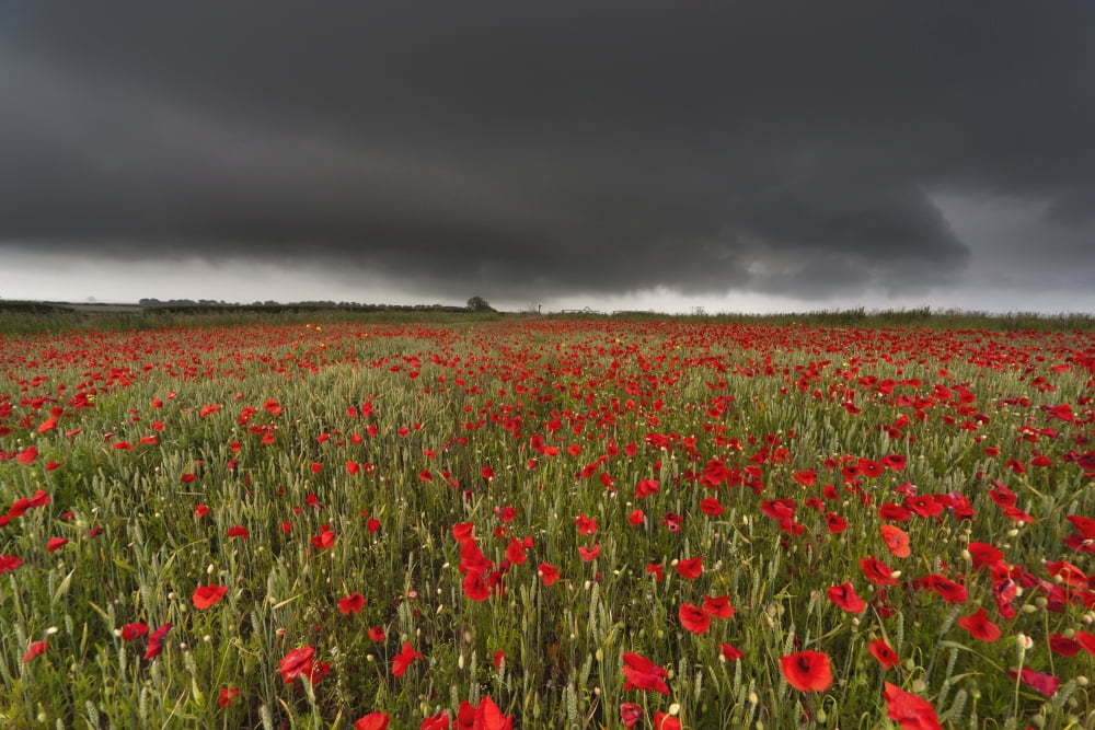 A Field Of Red Poppies Under A Dark Stormy Sky Northumberland England Canvas Art - John Short Design Pics (19 x 12)
