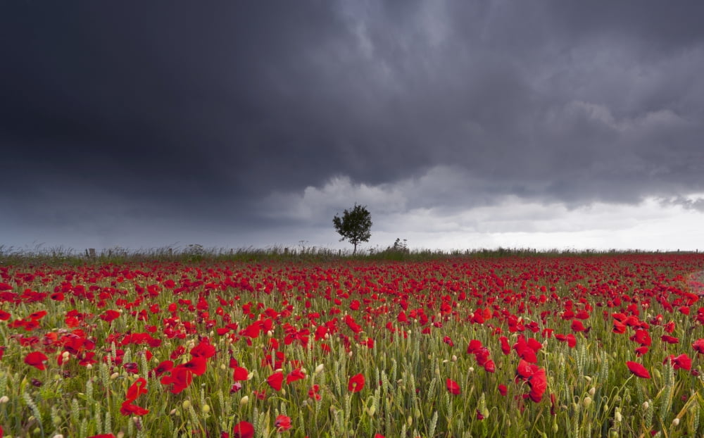 A Field Of Red Poppies Under A Stormy Sky Northumberland England Canvas Art - John Short Design Pics (19 x 12)