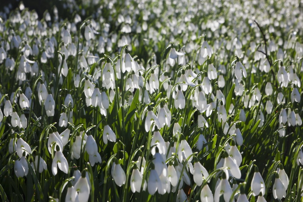 A Field Of White Flowers Dumfries Scotland Canvas Art - John Short Design Pics (38 x 24)