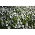 thumbnail image 1 of A Field Of White Flowers; Dumfries, Scotland Poster Print (38 x 24), 1 of 3