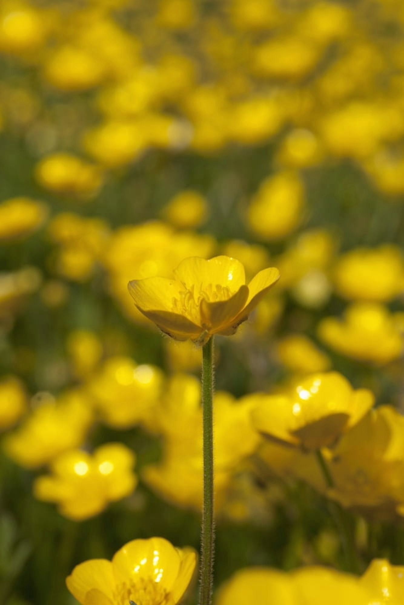 A Field Of Yellow Buttercups Northumberland England Canvas Art - John Short Design Pics (24 x 38)