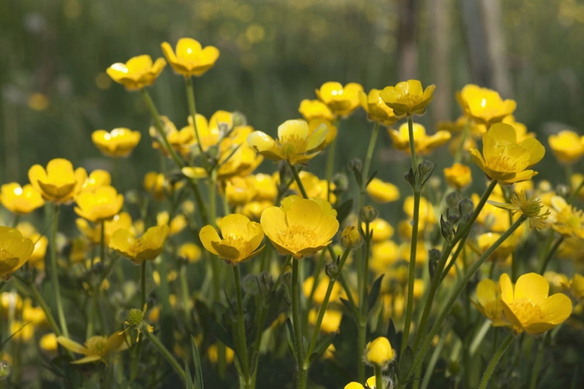 A Field Of Yellow Buttercups Northumberland England Canvas Art - John Short Design Pics (38 x 24)