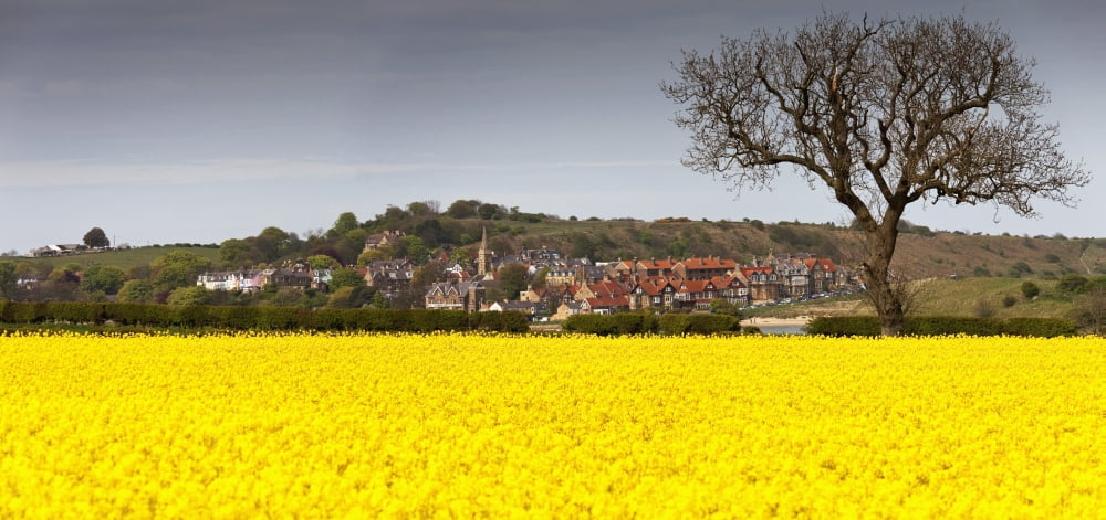 A Field Of Yellow Flowers Beside A Village Alnsmouth Northumberland England Canvas Art - John Short Design Pics (31 x 15)