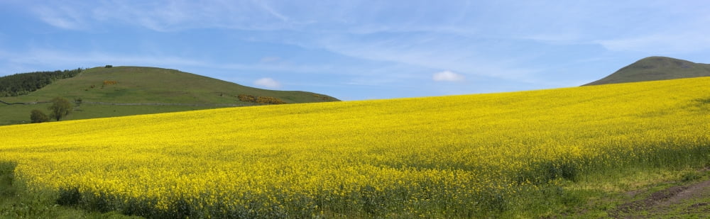 A Field Of Yellow Flowers St Abbs Head Northumberland England Canvas Art - John Short Design Pics (39 x 12)