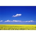 thumbnail image 1 of A Field of Canola Plants Poster Print by Don Hammond, 34 x 22 - Large, 1 of 1