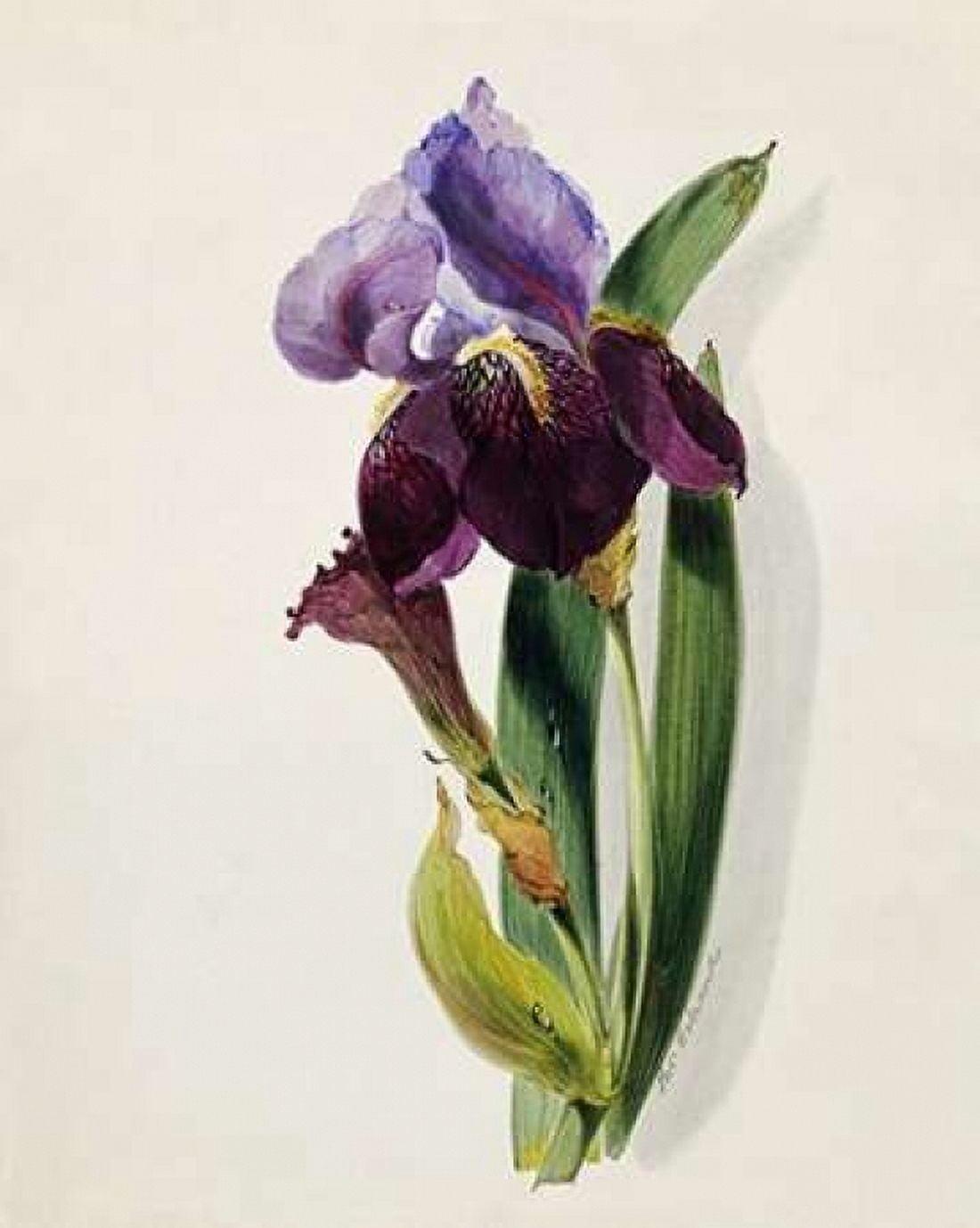 A Flag Iris Canvas Art - Thomas Holland (22 x 28)