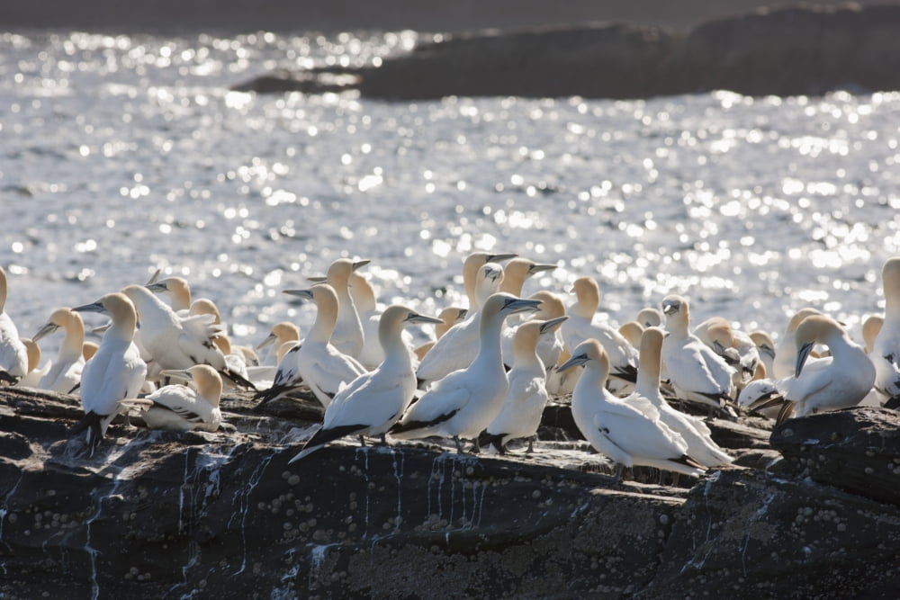 A Flock Of Gannets Standing On A Rock By The Water Noss Scotland Canvas Art - John Short Design Pics (19 x 12)