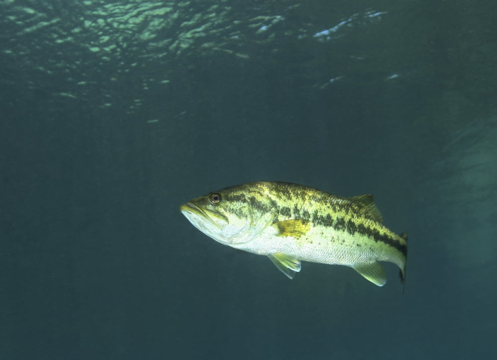A Florida Largemouth Bass in the clear waters of Rainbow River Florida Canvas Art - Michael WoodStocktrek Images (17 x 13)