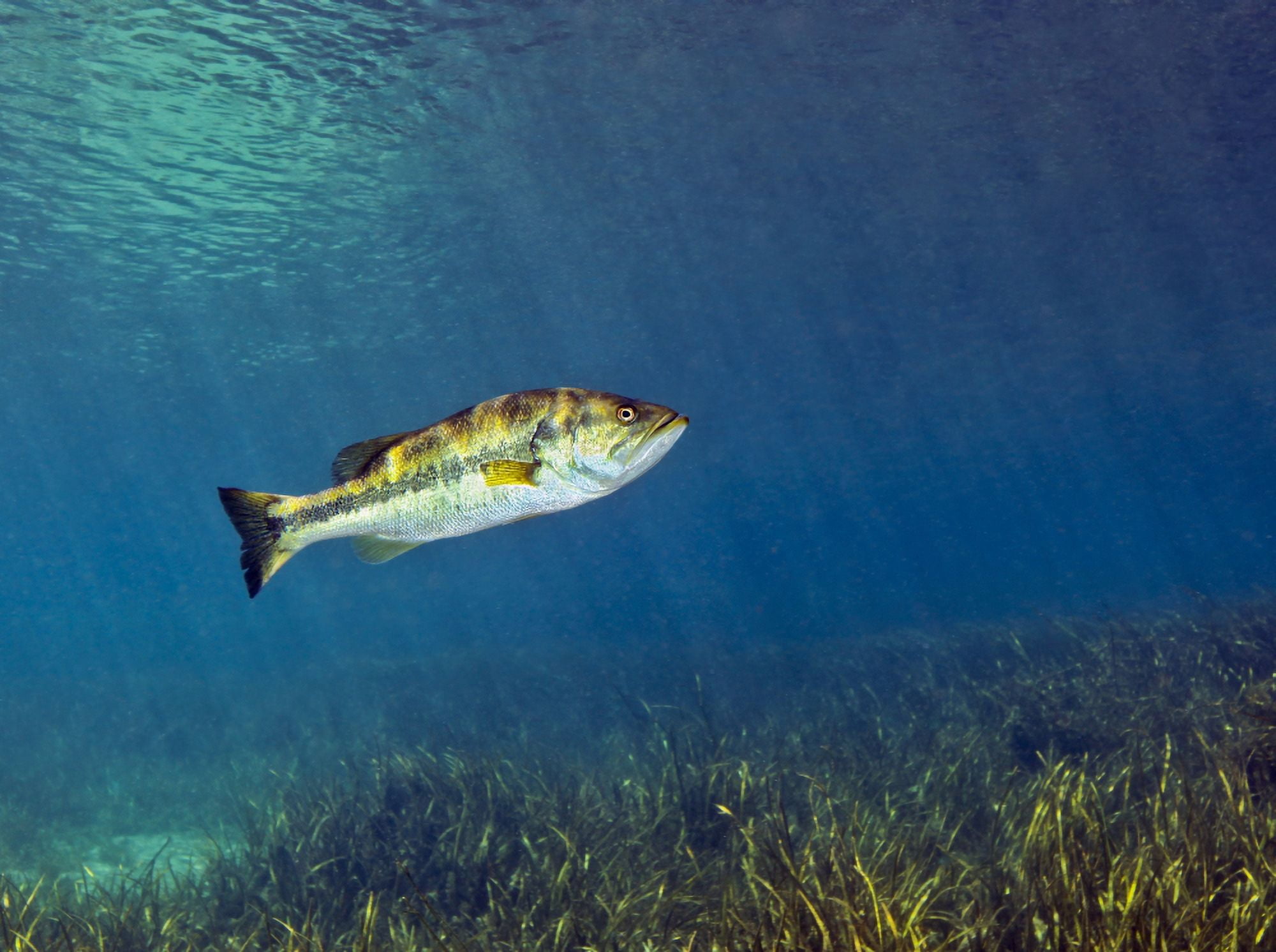 A Florida Largemouth Bass swims over the grassy river bottom Canvas Art - Michael WoodStocktrek Images (17 x 13)