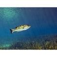 thumbnail image 1 of A Florida Largemouth Bass swims over the grassy river bottom Poster Print, 1 of 2