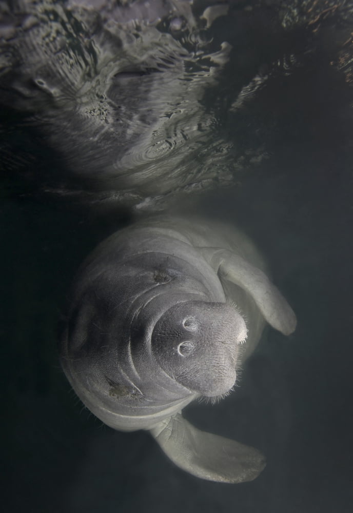 A Florida Manatee in the warm waters of Kings Bay Florida Canvas Art - Michael WoodStocktrek Images (24 x 34)