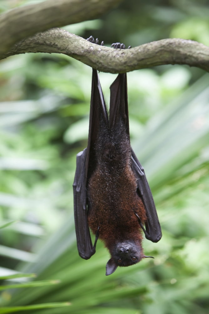 A Flying Fox Bat Hangs Upside Down From A Tree Branch At The Singapore Zoo Singapore Canvas Art - Deddeda Design Pics (24 x 38)