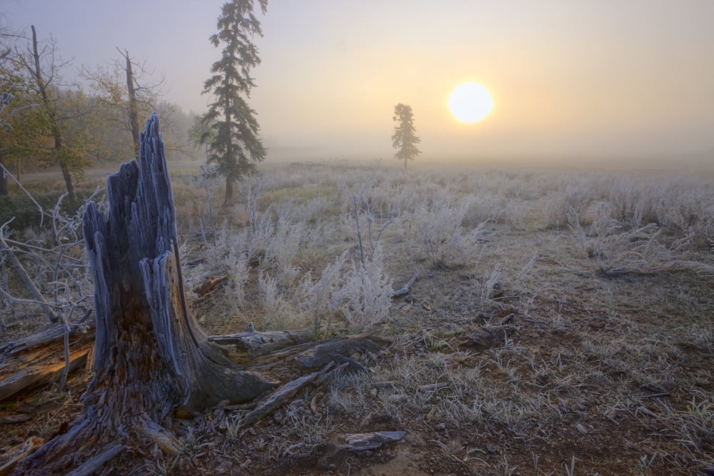 A Foggy Autumn Sunrise On A Hoar Frost Covered Pasture In Central Alberta Canada Canvas Art - Dan Jurak Design Pics (17 x 11)