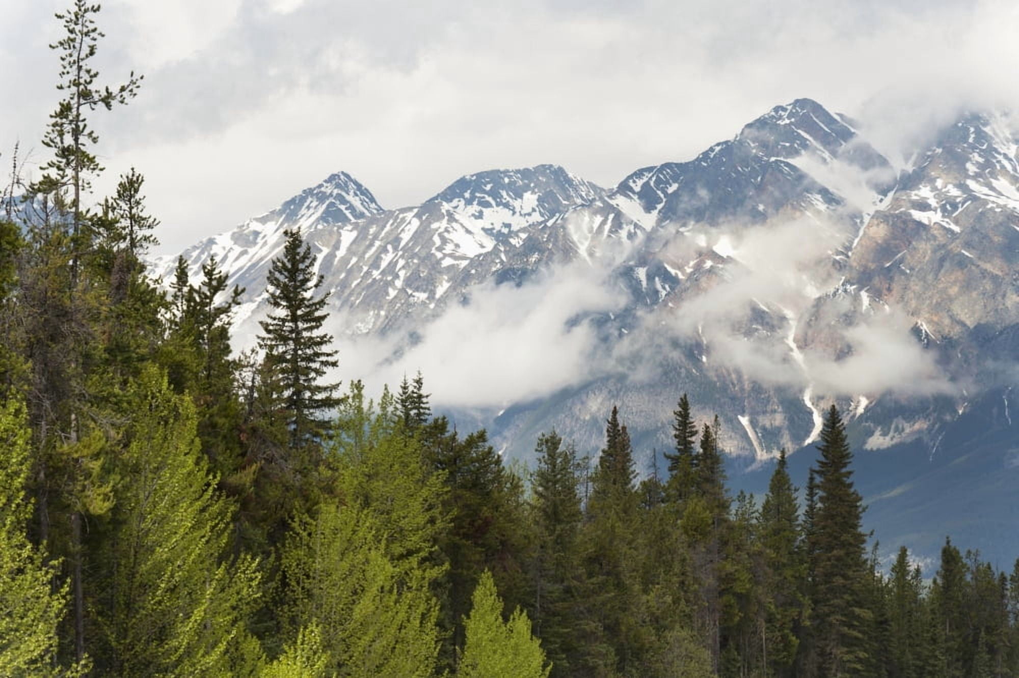 A Forest And The Rocky Mountains Jasper Alberta Canada Canvas Art - Keith Levit Design Pics (19 x 12)