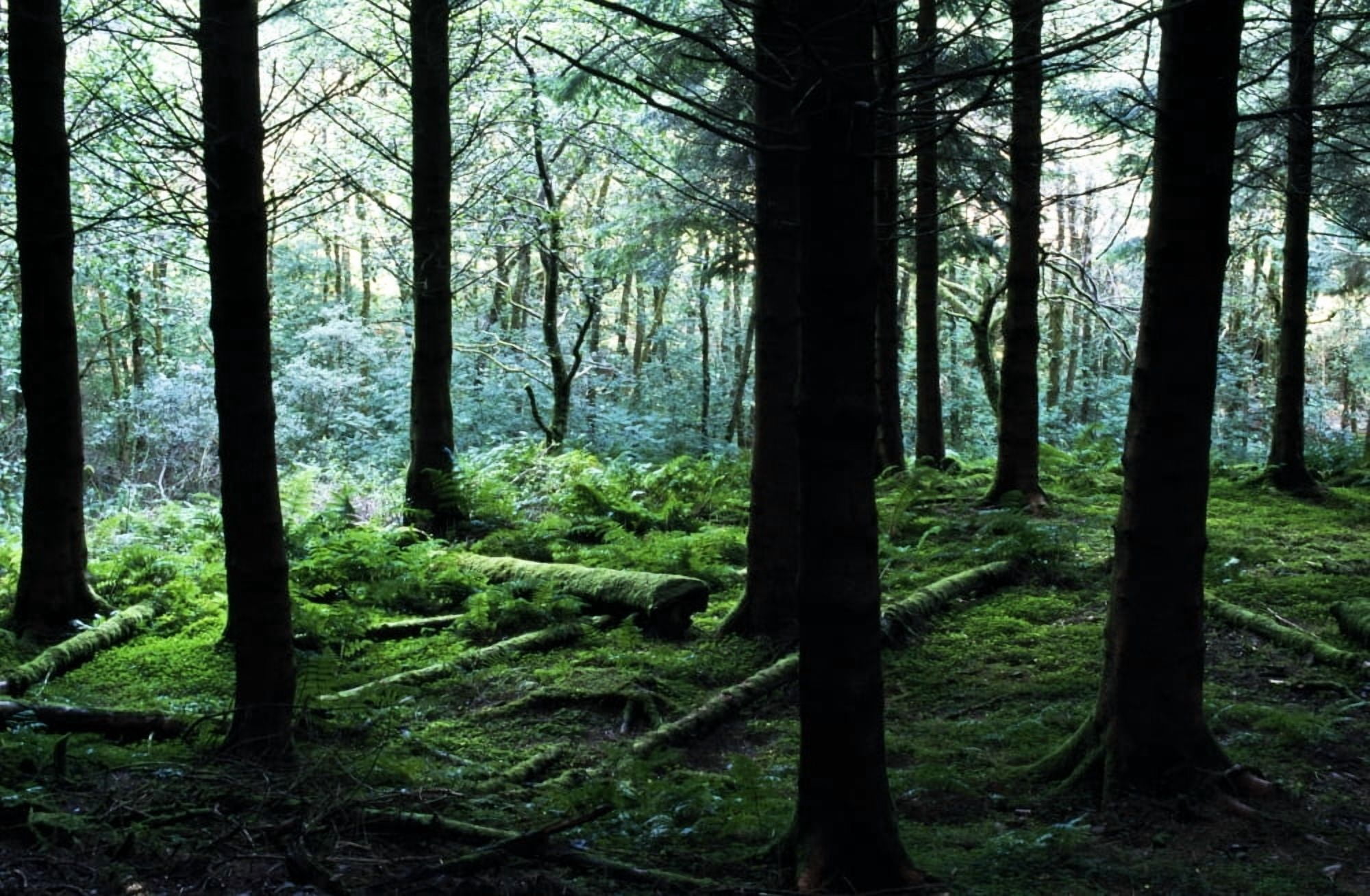 A Forest In Highlands Scotland Canvas Art - John Doornkamp Design Pics (38 x 24)
