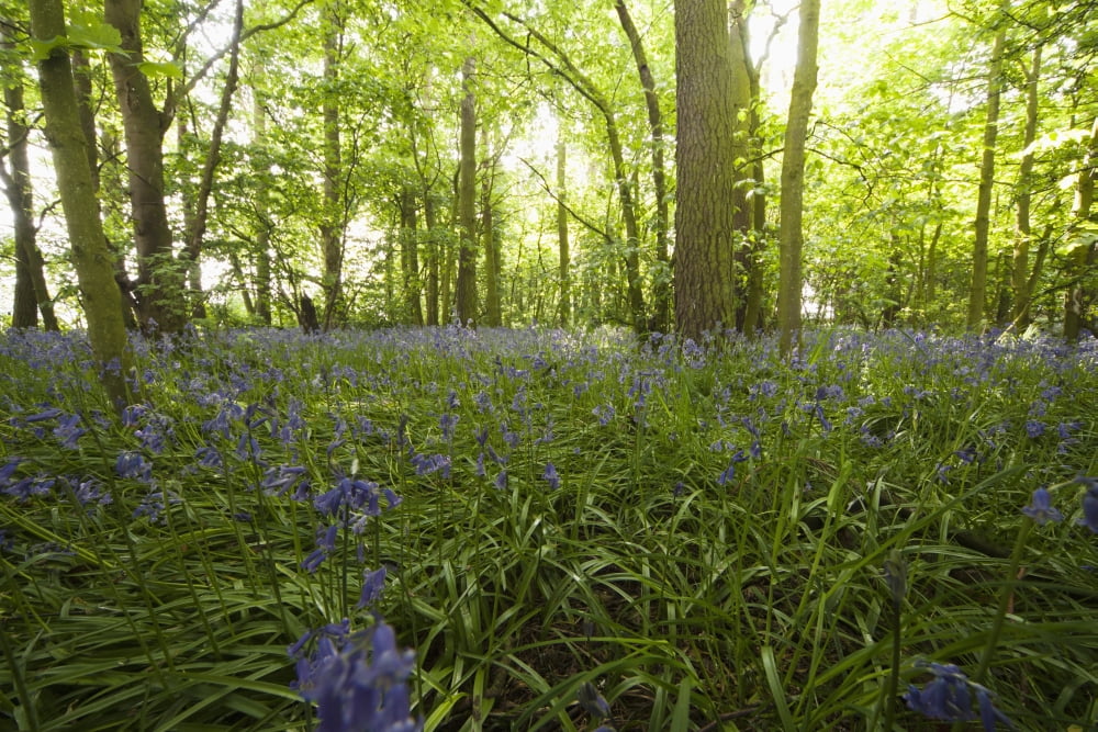 A Forest With Bluebells Northumberland England Canvas Art - John Short Design Pics (19 x 12)