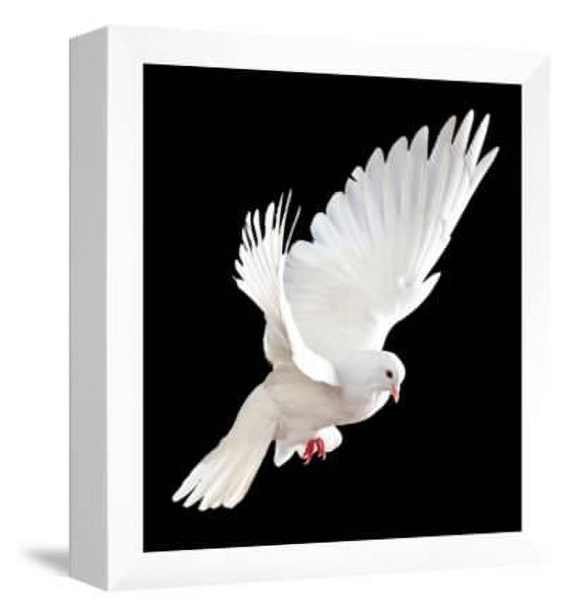 A Free Flying White Dove Isolated On A Black Background, Animals