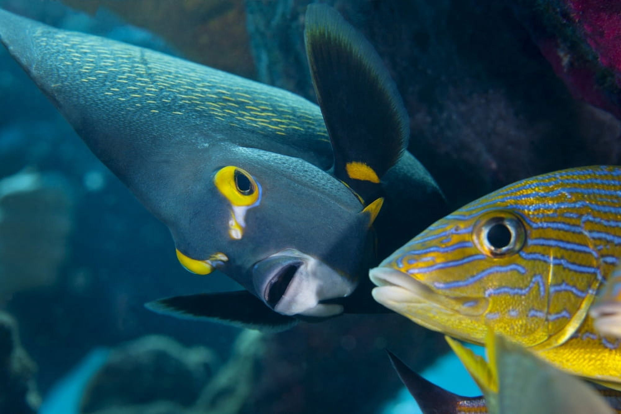 A French Angelfish swims up close to a Blue Striped Grunt Canvas Art - Michael WoodStocktrek Images (35 x 23)